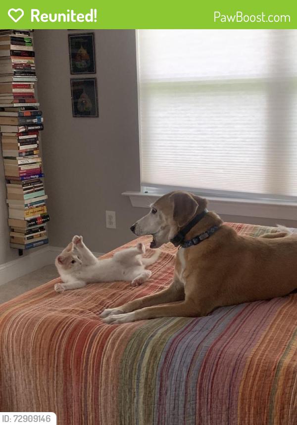 Reunited Female Dog last seen Near John Jones Rd, Bahama, NC 27503, USA, Bahama, NC 27503