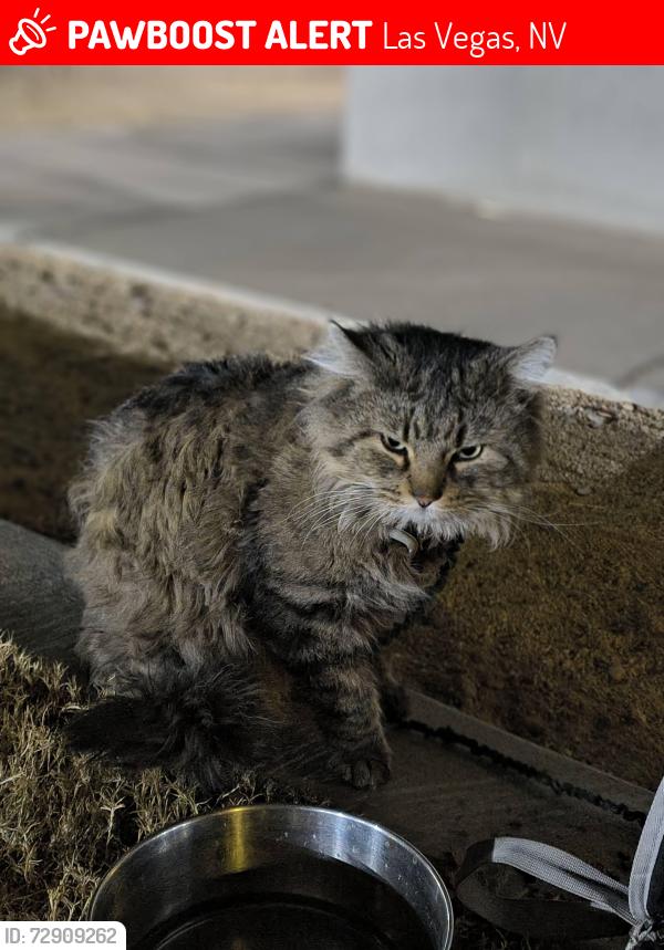 Lost Male Cat last seen Rainbow and Spring Valley Park WA , Las Vegas, NV 89103