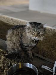 Lost Male Cat last seen Rainbow and Spring Valley Park WA , Las Vegas, NV 89103