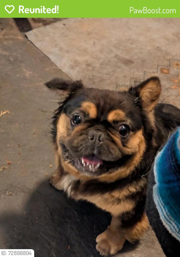 Reunited Male Dog last seen babcock and palm bay road, Melbourne, FL 32901