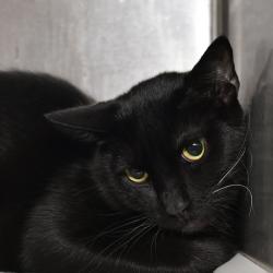 Shelter Stray Male Cat last seen , Ottawa, KS 66067