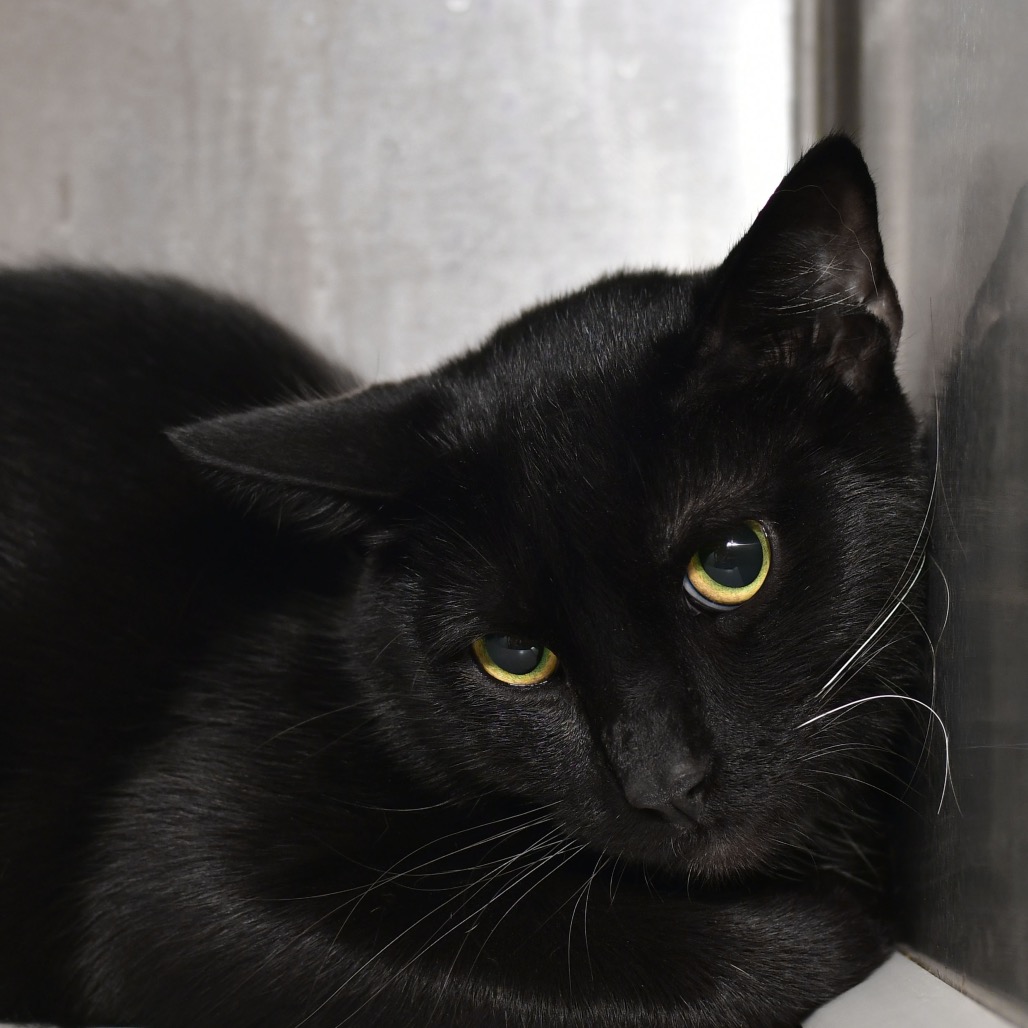 Shelter Stray Male Cat last seen , Ottawa, KS 66067