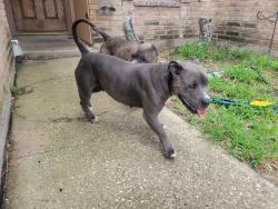 Found/Stray Male Dog last seen Yorktown Blvd and Laguna Shores, Corpus Christi, TX 78418