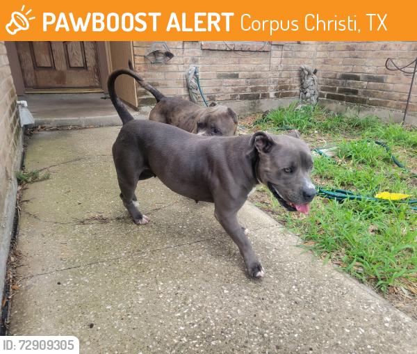Found/Stray Male Dog last seen Yorktown Blvd and Laguna Shores, Corpus Christi, TX 78418