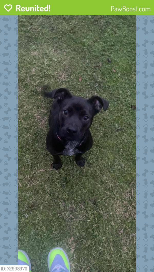 Reunited Female Dog last seen Richland ct, North Richland Hills, TX 76180