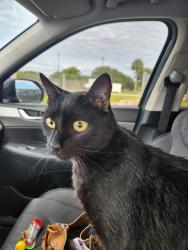 Lost Male Cat last seen Capital Hill, Nob hill and 44th street , Sunrise, FL 33351
