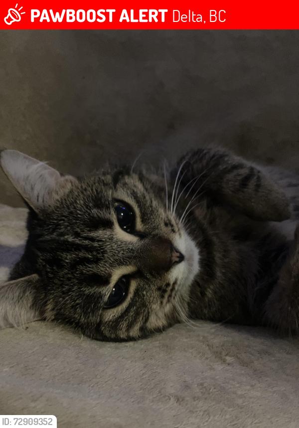 Lost Female Cat last seen Ferry terminal, Delta, BC 