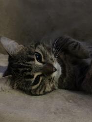 Lost Female Cat last seen Ferry terminal, Delta, BC 
