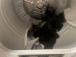 Reunited Female Cat last seen Below the 21 pool room , Charleston, WV 25312