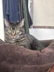 Reunited Female Cat last seen 28th St. & Tyler Ave., Ogden, UT 84403