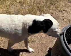 Reunited Unknown Dog last seen Gilbert and 8th street , Mesa, AZ 85203