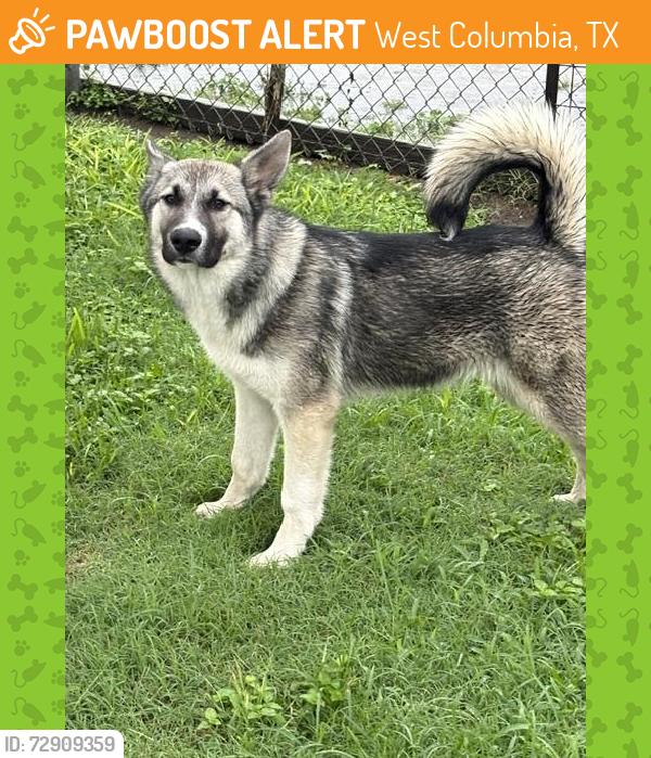 Found/Stray Male Dog last seen Near south 17th street , West Columbia, TX 77486