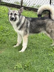 Found/Stray Male Dog last seen Near south 17th street , West Columbia, TX 77486