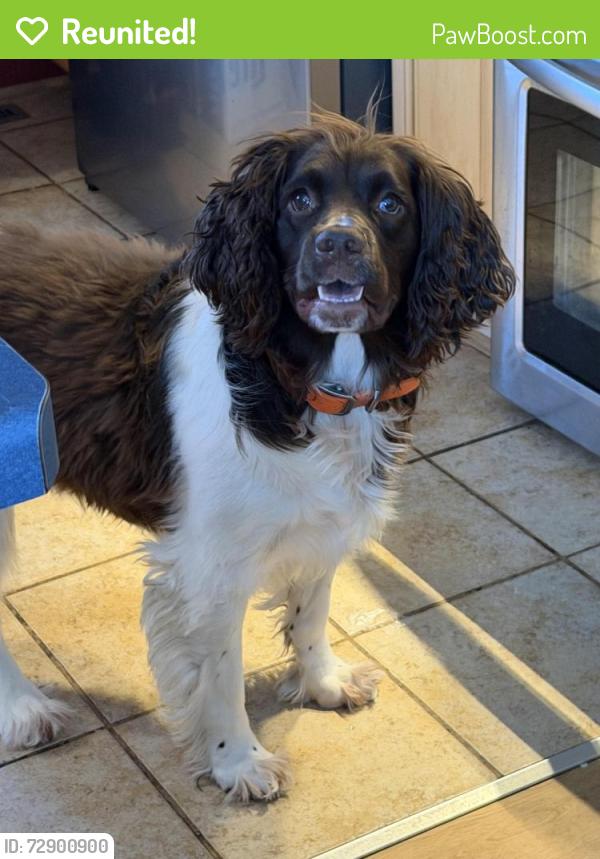Reunited Male Dog last seen Irish Ave Park, Hugo, MN 55038