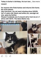Lost Male Cat last seen Vermilion st, Blaine, MN 55449