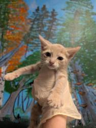 Shelter Stray Male Cat last seen Bexar County, New Braunfels, TX 78130