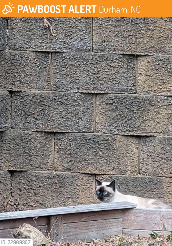 Found/Stray Unknown Cat last seen Lumley Road and Thoreua Drive, Durham, NC 27703