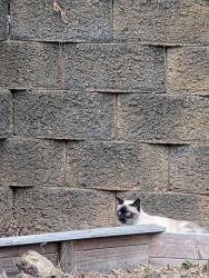 Found/Stray Unknown Cat last seen Lumley Road and Thoreua Drive, Durham, NC 27703