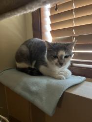 Lost Female Cat last seen Across the the highway from the Target, Lakeville, MN 55044