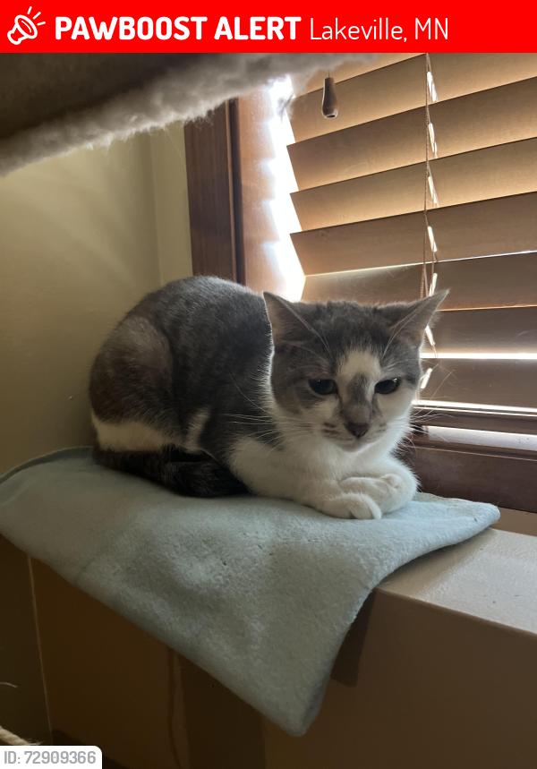 Lost Female Cat last seen Across the the highway from the Target, Lakeville, MN 55044