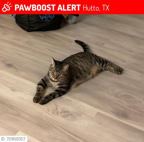 Lost Male Cat last seen Bowie, Hutto, TX 78634