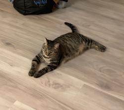 Lost Male Cat last seen Bowie, Hutto, TX 78634