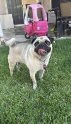 Reunited Female Dog last seen Service rd, Ceres, CA 95307