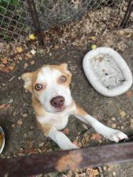 Found/Stray Male Dog last seen On 1409 and alazan St, Liberty County, TX 77535