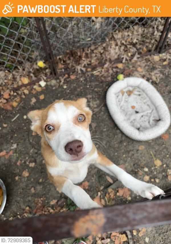 Found/Stray Male Dog last seen On 1409 and alazan St, Liberty County, TX 77535