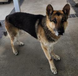 Reunited Male Dog last seen Valley & Citrus, Fontana, CA 92335
