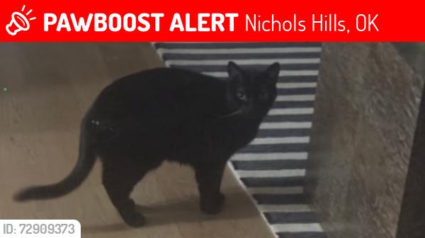Lost Male Cat last seen PENNSYLVANIA AND 63RD , Nichols Hills, OK 73116
