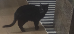 Lost Male Cat last seen PENNSYLVANIA AND 63RD , Nichols Hills, OK 73116