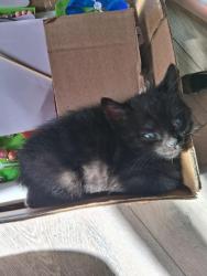 Lost Female Cat last seen Shangri-La Mobile Home Park, LLC,3526 N Cascade Ave, Colorado Springs, CO 80907, Colorado Springs, CO 80907