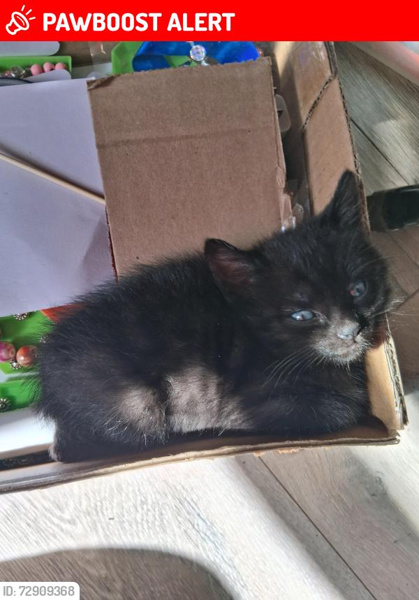 Lost Female Cat last seen Shangri-La Mobile Home Park, LLC,3526 N Cascade Ave, Colorado Springs, CO 80907, Colorado Springs, CO 80907