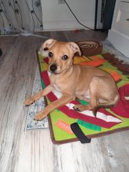 Reunited Male Dog last seen Grasse St Jacksonville and Beach BLVD, Jacksonville, FL 32224
