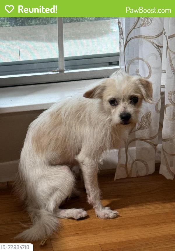 Reunited Male Dog last seen Ella Blvd & W 18th St, Houston, TX 77008