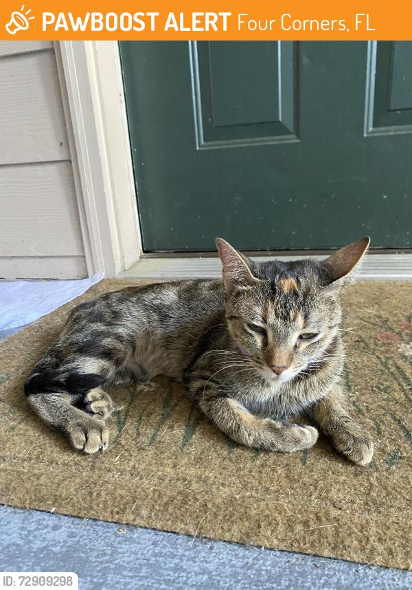 Found/Stray Female Cat last seen Raintree Apartments, Four Corners, FL 34714