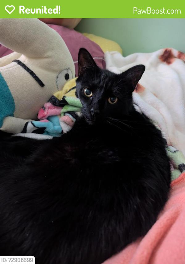 Reunited Male Cat last seen Near Fairview Street, Manchester, NH 03102