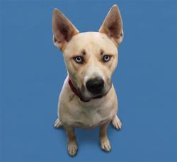 Shelter Stray Male Dog last seen , Los Angeles, CA 90047