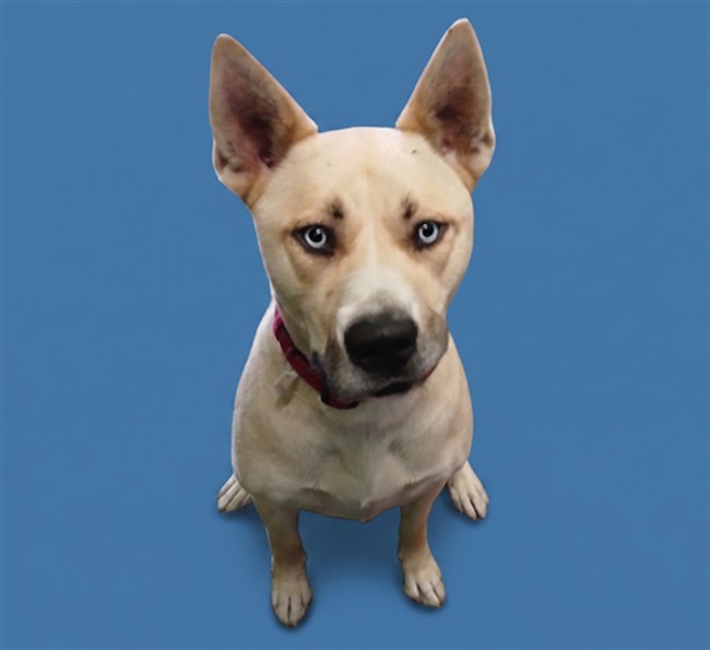 Shelter Stray Male Dog last seen , Los Angeles, CA 90047
