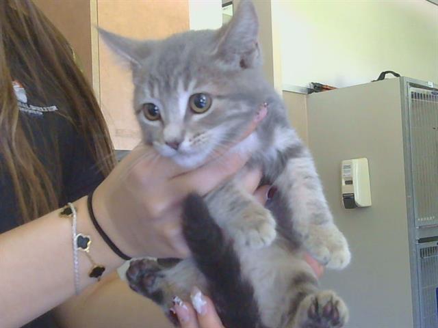 Shelter Stray Female Cat last seen ALDER AVE/S WATT AVE, 95829, Sacramento, CA 95827