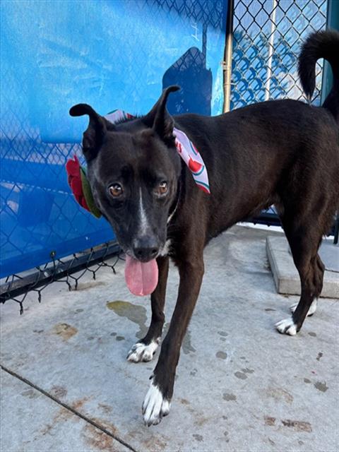 Shelter Stray Female Dog last seen VICINITY OF: SW 160 ST & KROME AVE, Doral, FL 33122