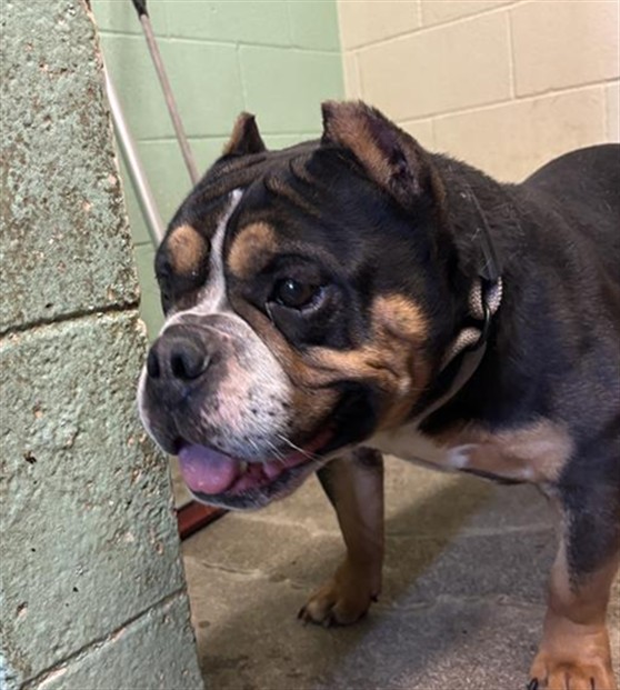 Shelter Stray Male Dog last seen PIERCY WAY & RIPLEY ST, Sacramento, CA 95818