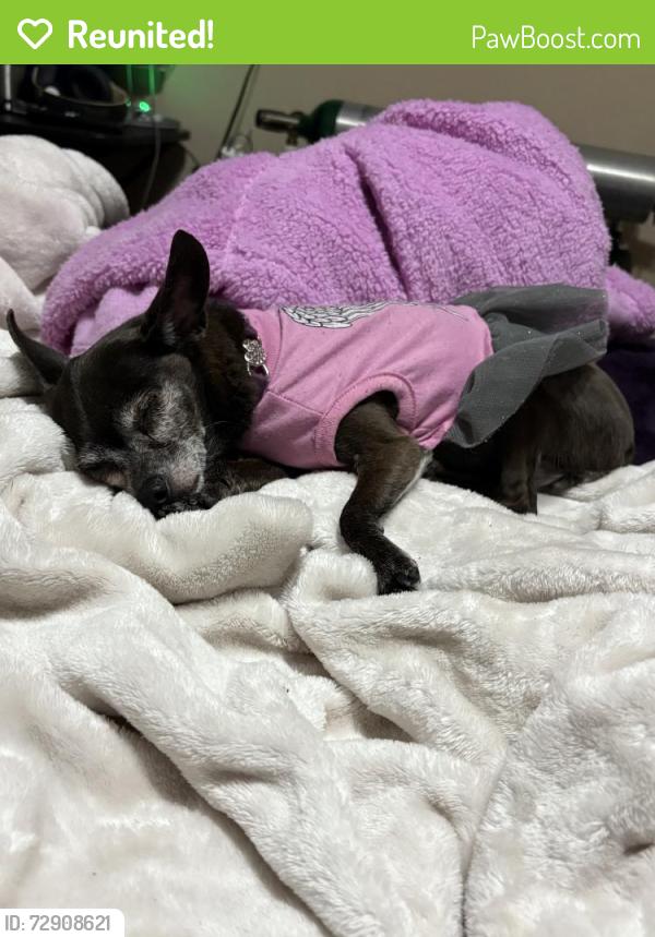 Reunited Female Dog last seen Pine Rd NE, Rio Rancho, NM 87144, USA, Rio Rancho, NM 87144
