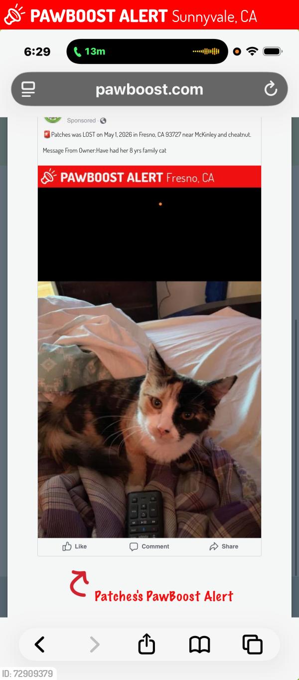 Lost Female Cat last seen mkleny cushnut, Sunnyvale, CA 94087