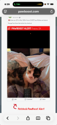 Lost Female Cat last seen mkleny cushnut, Sunnyvale, CA 94087