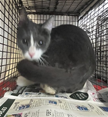 Shelter Stray Female Cat last seen , San Pedro, CA 90731