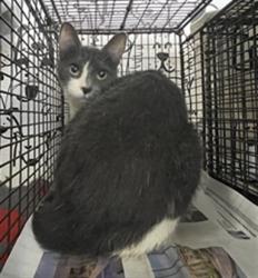 Shelter Stray Female Cat last seen , San Pedro, CA 90731