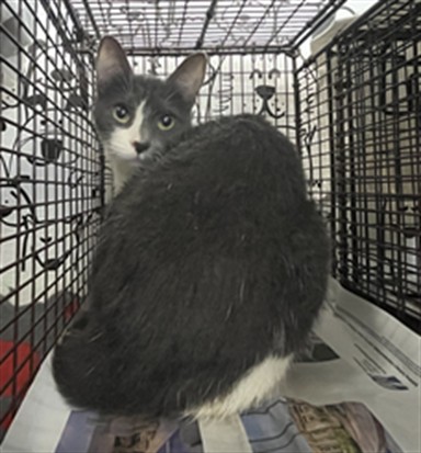Shelter Stray Female Cat last seen , San Pedro, CA 90731