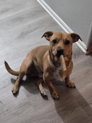 Lost Male Dog last seen Around Rainbow hills park, San Antonio, TX 78227